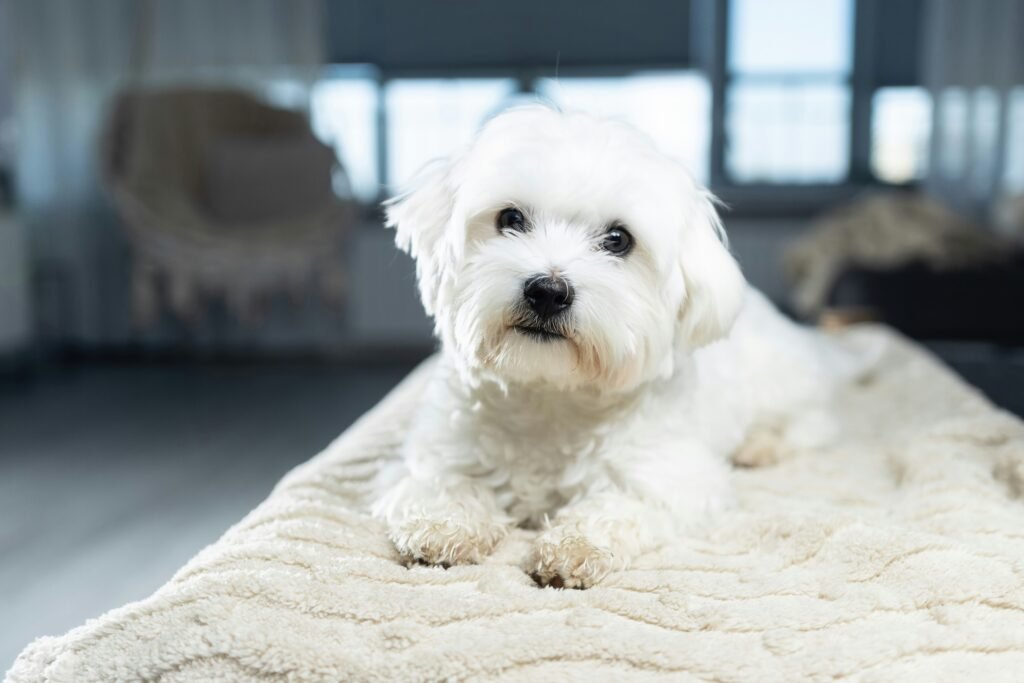 How Can I Decorate A Small Living Room On A Budget?