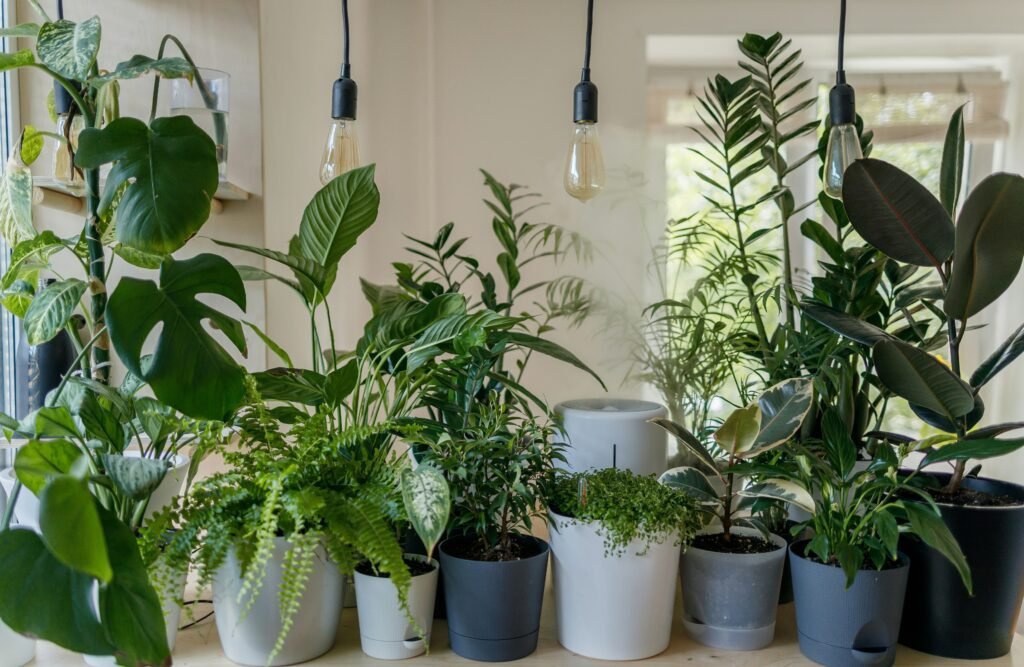 How Can I Decorate My Bedroom With Plants?