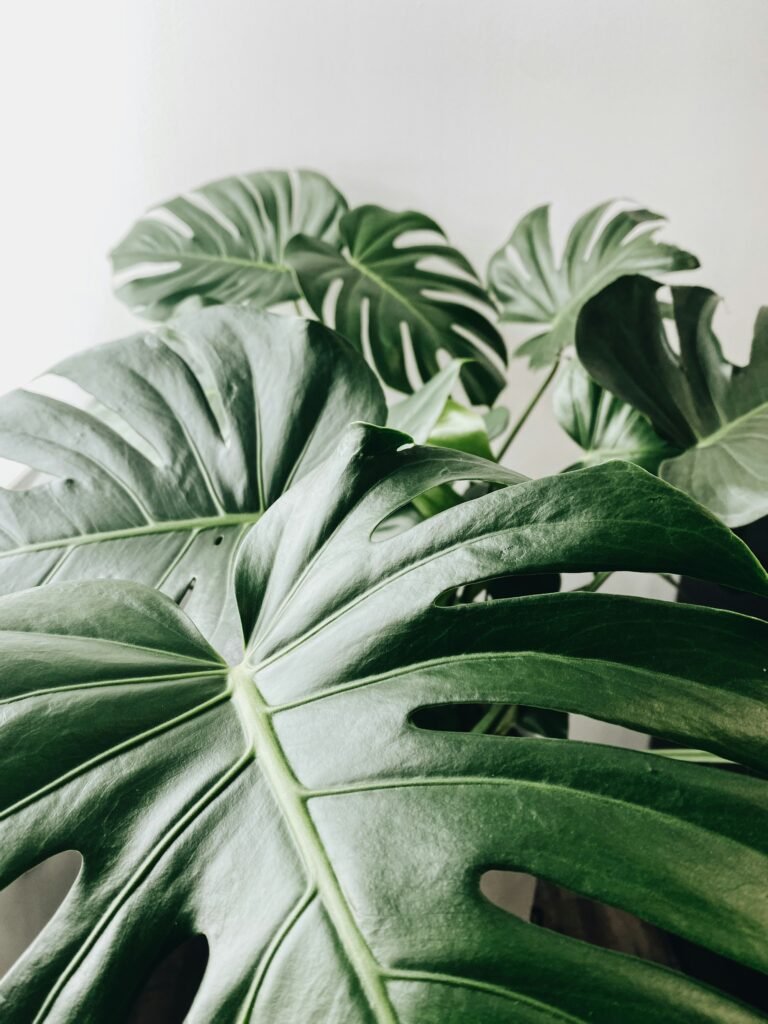 How Can I Decorate My Bedroom With Plants?