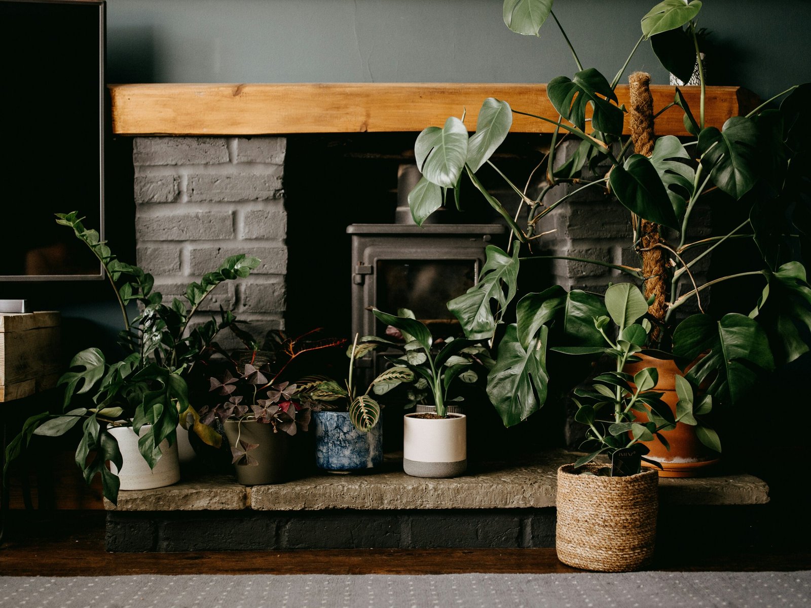 How Can I Decorate My Bedroom With Plants?